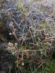 Micranthes foliolosa