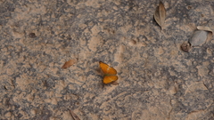 Cirrochroa tyche mithila