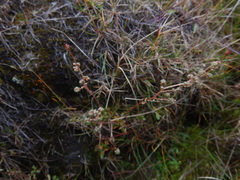 Micranthes foliolosa