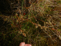 Micranthes foliolosa