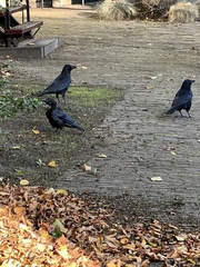 Corvus corone