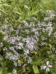 Symphyotrichum cordifolium