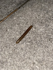 Trigoniulus corallinus