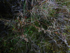 Micranthes foliolosa