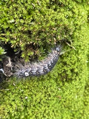 Acronicta megacephala