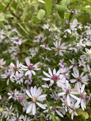 Symphyotrichum cordifolium