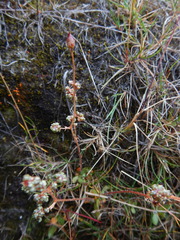 Micranthes foliolosa