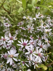 Symphyotrichum cordifolium