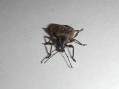 Otiorhynchus armadillo