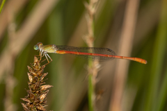 Ceriagrion aeruginosum