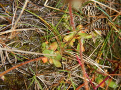 Micranthes foliolosa