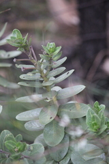 Gomphocarpus cancellatus