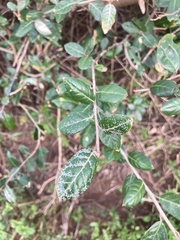 Elaeagnus formosana