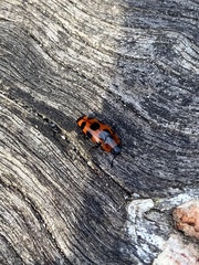 Episcaphula australis