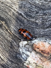 Episcaphula australis