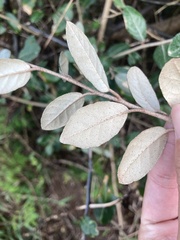 Elaeagnus formosana