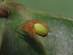 Araniella cucurbitina