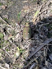 Cicindela campestris