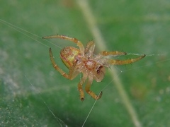 Araniella cucurbitina