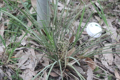 Lomandra multiflora dura