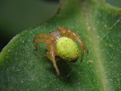 Araniella cucurbitina