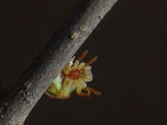 Araniella cucurbitina