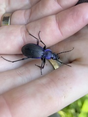 Carabus problematicus