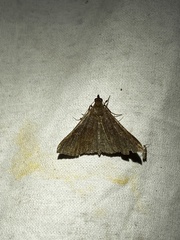 Renia discoloralis
