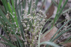 Lomandra multiflora dura