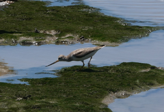 Xenus cinereus