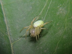Araniella cucurbitina