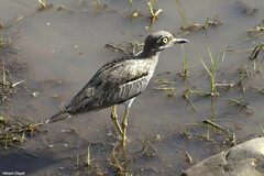 Burhinus vermiculatus
