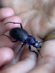 Carabus problematicus