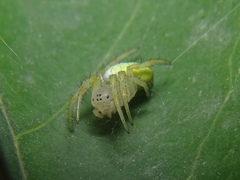 Araniella cucurbitina