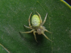Araniella cucurbitina