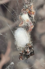 Cyrtophora citricola