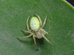 Araniella cucurbitina