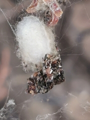 Cyrtophora citricola