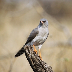 Micronisus gabar gabar