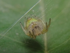 Araniella cucurbitina