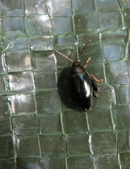 Psylliodes chrysocephala