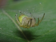 Araniella cucurbitina