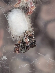 Cyrtophora citricola