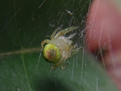 Araniella cucurbitina