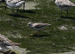 Xenus cinereus
