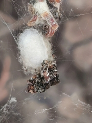 Cyrtophora citricola