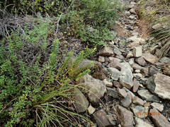 Veronica vernicosa