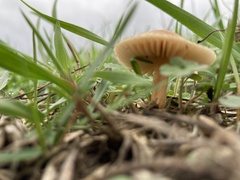 Marasmius