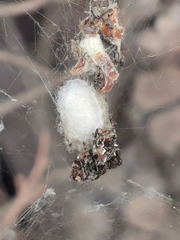 Cyrtophora citricola