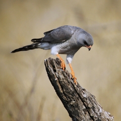 Micronisus gabar gabar